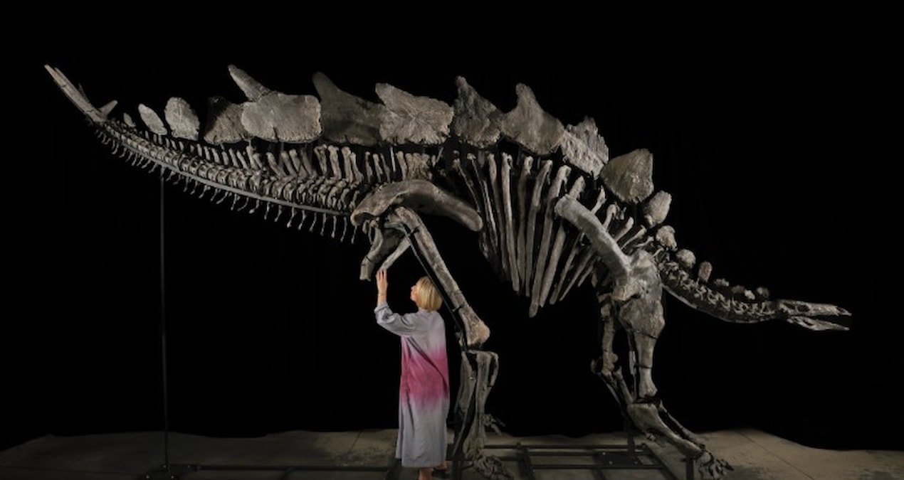 Dinozor fosili 44,6 milyon dolara satıldı
